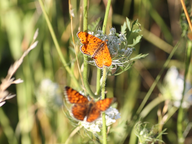 Melitaea phoebe, Melitaea didyma, Issoria lathonia